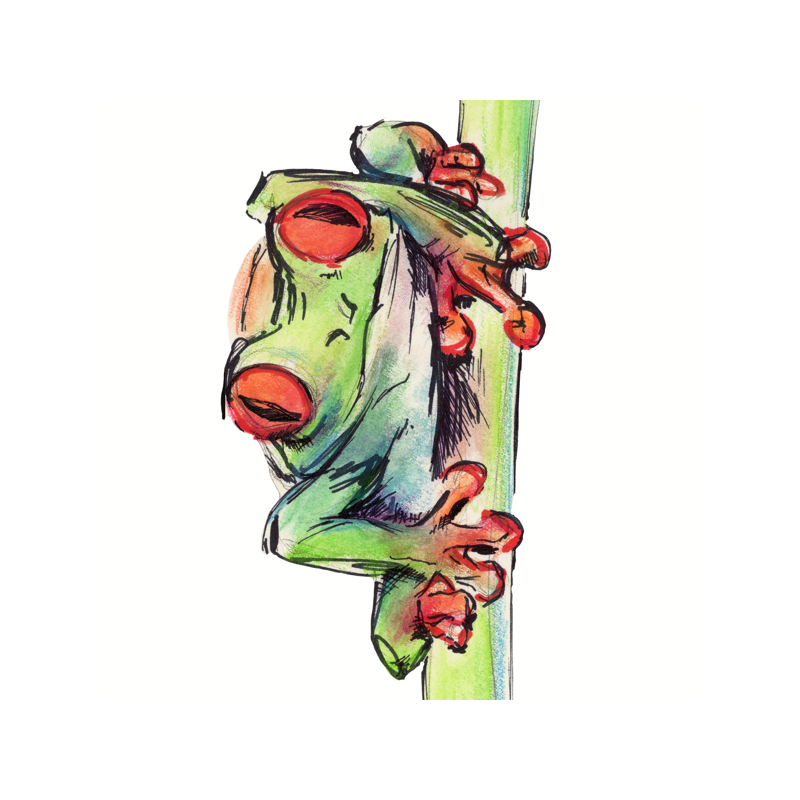 Red-eyed tree frog illustration by Ally Mikel