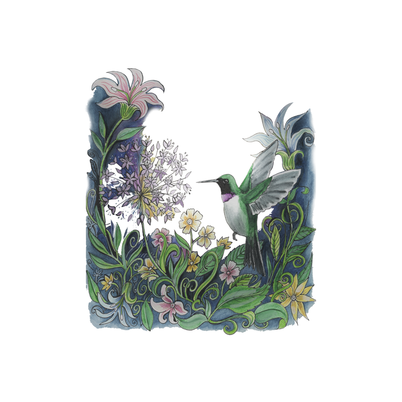 Hummingbird and allium illustration